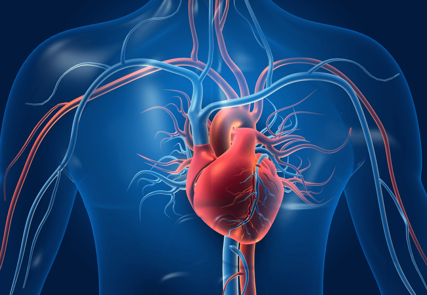 3D representation of human heart and arteries